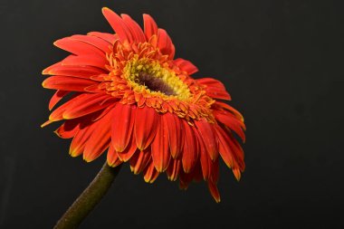 Güzel Gerbera çiçeği, yakın görüş.