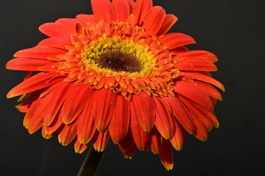 Güzel Gerbera çiçeği, yakın görüş.