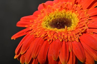 Güzel Gerbera çiçeği, yakın görüş.