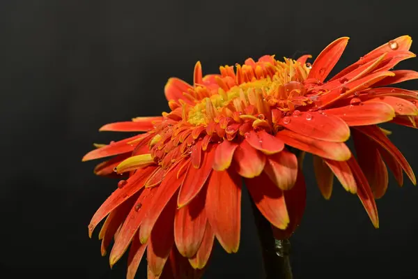 Güzel Gerbera çiçeği, yakın görüş.