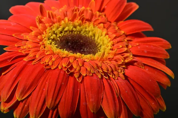 Güzel Gerbera çiçeği, yakın görüş.