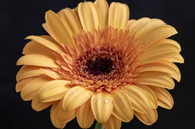 Koyu arkaplanda güzel Gerbera çiçeği