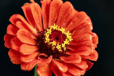 bahçede çiçeklenme çiçek yakın