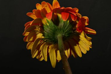 Koyu arkaplanda güzel parlak gerbera çiçeği