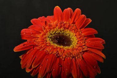 Koyu arkaplanda güzel parlak gerbera çiçeği