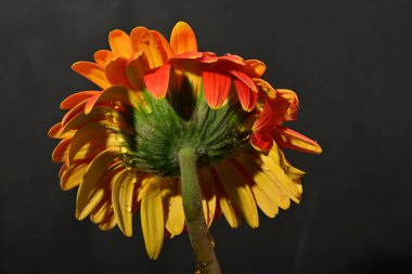 Koyu arkaplanda güzel parlak gerbera çiçeği