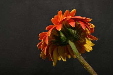 Koyu arkaplanda güzel parlak gerbera çiçeği