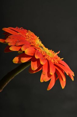 Koyu arkaplanda güzel parlak gerbera çiçeği