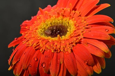 Koyu arkaplanda güzel parlak gerbera çiçeği