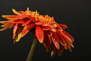 Koyu arkaplanda güzel parlak gerbera çiçeği