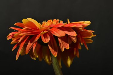 Koyu arkaplanda güzel parlak gerbera çiçeği