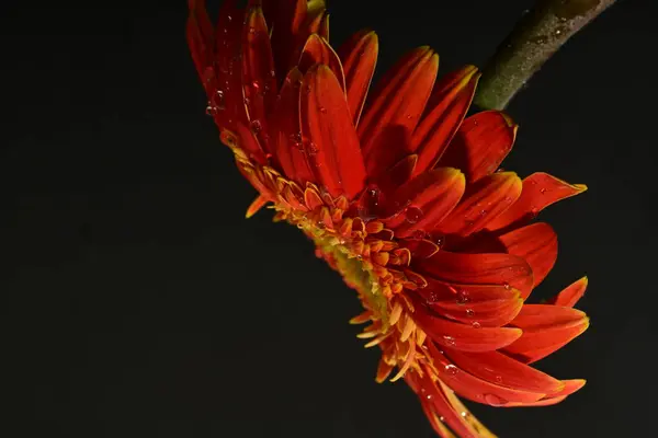 beautiful bright gerbera flower on dark background