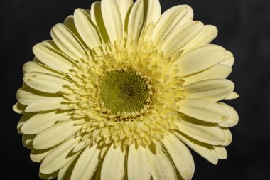 beautiful gerbera flower on dark background