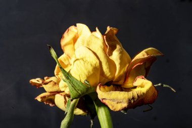 Koyu arkaplanda sarı gül çiçeği