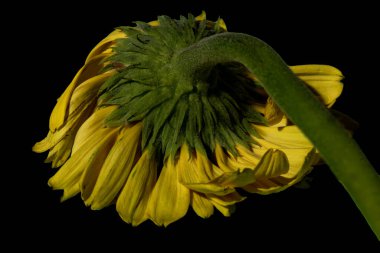 beautiful gerbera flower on dark background