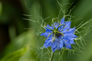 Bahçedeki çiçek açan çiçekleri kapatın.