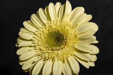 beautiful gerbera flower on dark background