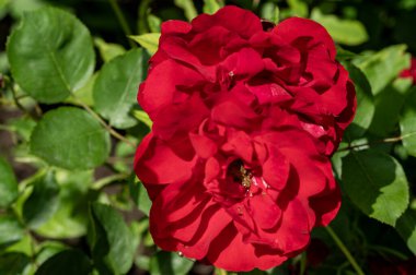 Bahçedeki güzel gül çiçekleri