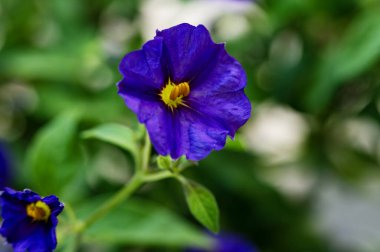 Bahçedeki çiçek açan çiçekleri kapatın.