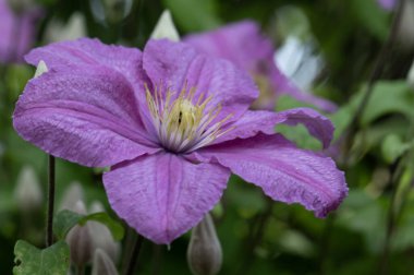 Bahçede Clematis 'in güzel çiçekleri