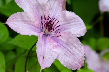 Bahçede Clematis 'in güzel çiçekleri