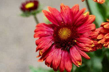 Bahçedeki kırmızı çiçekler