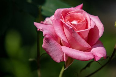 Bahçedeki güzel gül çiçekleri