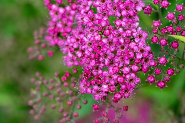 Bahçedeki çiçek açan çiçekleri kapatın.