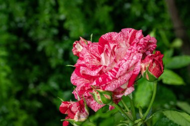 Bahçedeki güzel gül çiçekleri