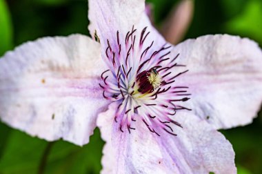 bahçede çiçeklenme çiçek yakın