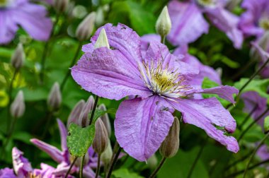 Bahçede Clematis 'in güzel çiçekleri