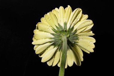 gerbera çiçeği siyah arkaplanda