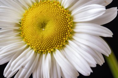 bahçede çiçeklenme çiçek yakın