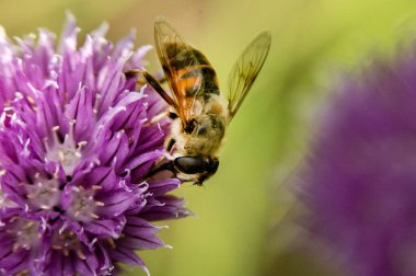 Bahçedeki çiçekte oturan bir arı.
