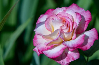 Bahçedeki çiçek açan gülü kapat.