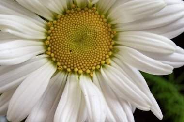 bahçede çiçeklenme çiçek yakın