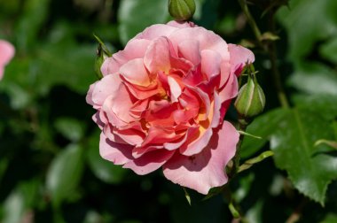 Bahçedeki çiçek açan gülü kapat.