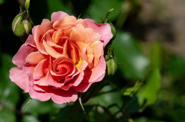 Bahçedeki çiçek açan gülü kapat.