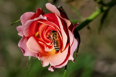 Bahçedeki gül çiçeğinin üzerinde oturan arı.