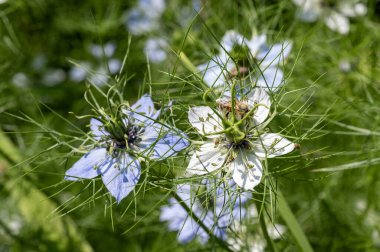 Bahçedeki çiçek açan çiçekleri kapatın.