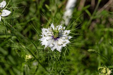 Bahçedeki çiçek açan çiçekleri kapatın.