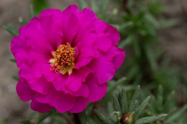 bahçede çiçeklenme çiçek yakın