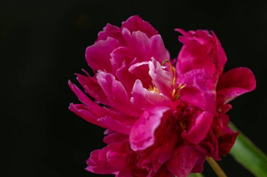 bahçede çiçeklenme çiçek yakın