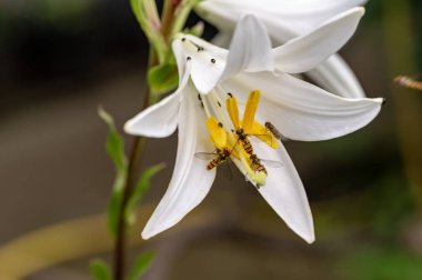 Bahçedeki çiçeğin üzerindeki arıların seçici odak noktası.