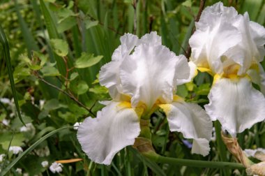 Bahçedeki çiçek açan çiçekleri kapatın.