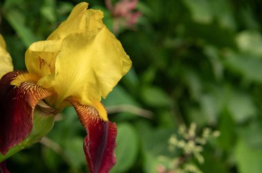 bahçede çiçeklenme çiçek yakın