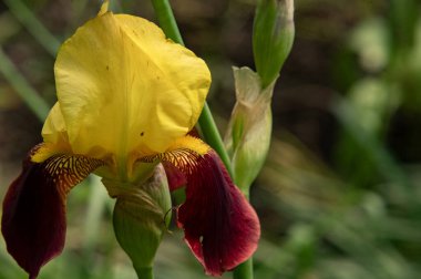 bahçede çiçeklenme çiçek yakın
