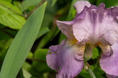 bahçede çiçeklenme çiçek yakın