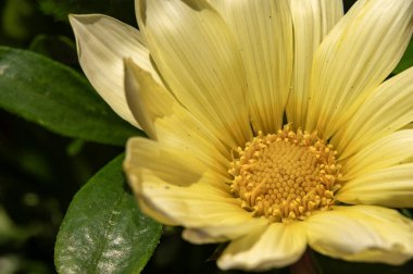 bahçede çiçeklenme çiçek yakın