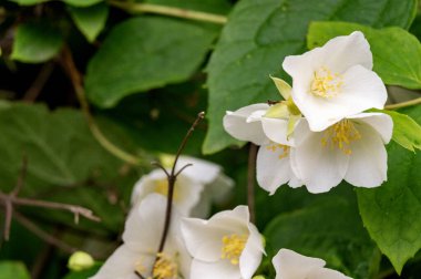 Güzel beyaz çiçeklerin yakın görüntüsü